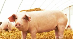 Leve crecimiento de la producción de carne porcina