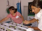 Hidroponía, sus ventajas y desventajas