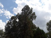 Alerta por tormentas fuertes para la tarde de este martes