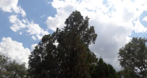 Alerta por tormentas fuertes para la tarde de este martes