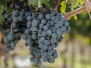Asesorarán gratis a productores vitivinícolas para que mejoren