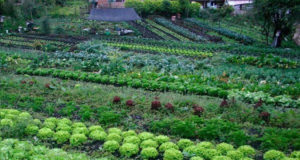 Agroecología, el modelo para «los próximos años»