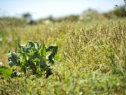 INTA organiza un curso sobre agroecología