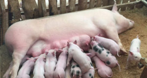 Nacieron los primeros lechones en el módulo de la Universidad de Córdoba
