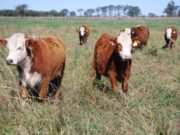 No sólo el coronavirus hizo caer las ventas de carne a China