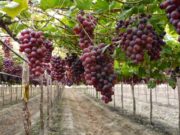 Una interna con mezcla de malbec y cabernet sauvignon