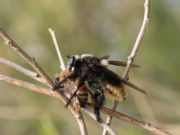 Pudieron controlar la plaga del moscardón caza abejas