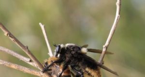 Pudieron controlar la plaga del moscardón caza abejas