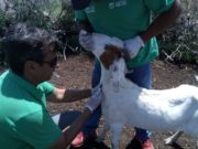 Comenzaron las tareas sanitarias anuales del Plan Caprino en San Luis