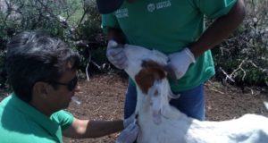 Comenzaron las tareas sanitarias anuales del Plan Caprino en San Luis