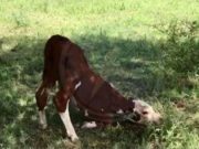 Vacunan animales en la zona donde se produjo el caso de rabia en un bovino