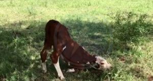 Vacunan animales en la zona donde se produjo el caso de rabia en un bovino