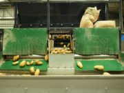 Analizan los costos de producción para la papa industria esta campaña