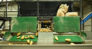 Analizan los costos de producción para la papa industria esta campaña