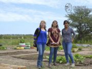 El vivero municipal de Villa Mercedes empezó con la producción de verdura