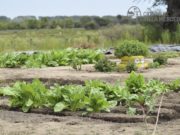 Destinan $15 millones a productores hortícolas