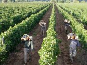 Productores viñateros reclaman una Agencia Nacional de Vitivinicultura
