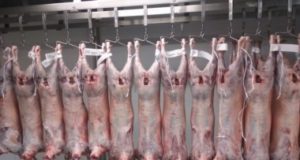 China abrió su mercado a la carne ovina patagónica de la Argentina