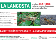 San Luis: con charlas informativas, refuerzan la prevención contra la langosta sudamericana