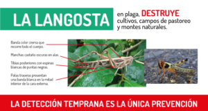 San Luis: con charlas informativas, refuerzan la prevención contra la langosta sudamericana