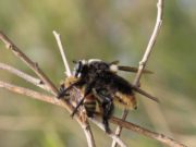 Alerta apicultores: el moscardón caza abejas anda por San Luis