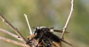 Alerta apicultores: el moscardón caza abejas anda por San Luis