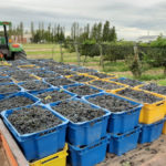 Uvas-Cabernet-Suavignon-2