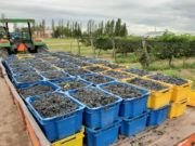 Sol Puntano ya cosechó más de 6 mil kilos de uvas para elaborar vinos