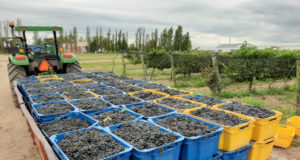 Sol Puntano ya cosechó más de 6 mil kilos de uvas para elaborar vinos
