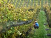 «La pregunta real es qué modelo de vitivinicultura necesita la Argentina»