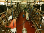 Trabajadores del Campo: nuevo sitio ofrece dinamizar búsquedas laborales