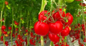 Alimentación de los cerdos con residuos de tomate