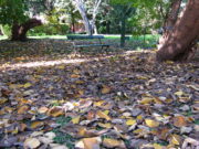 Temperaturas más altas y menores lluvias para el otoño
