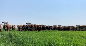 Incorporar avenas aumenta la producción de carne