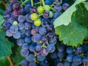 Mendoza creará un banco para ahorrar en vino y busca sumar a San Juan