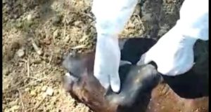 Primer caso de rabia paresiante diagnosticado en el departamento Ayacucho