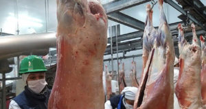 Argentina exporta carne ovina con hueso congelado a China