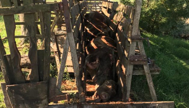 30 - 03 - matanza de animales