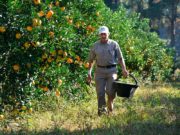 Qué trabajadores rurales podrán percibir el Ingreso de Emergencia