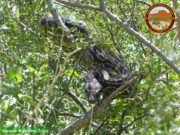 Una visita peculiar sorprendió en el Parque Nacional Sierra de las Quijadas