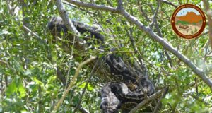Una visita peculiar sorprendió en el Parque Nacional Sierra de las Quijadas