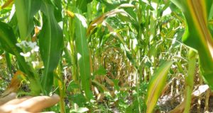 Cultivos de servicio: una herramienta clave para una agricultura sustentable