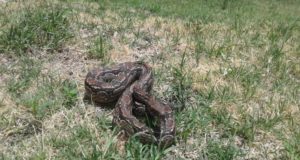 Una boa lampalagua fue rescatada durante un operativo y liberada en la Reserva “Las Higueritas”