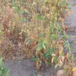 IMG-20200310-WA0007