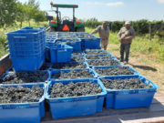 Finalizó la cosecha de uva para vino en Sol Puntano