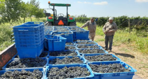 Finalizó la cosecha de uva para vino en Sol Puntano