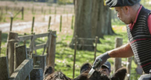El gobierno de San Luis trabaja en acciones de prevención contra la rabia paresiante