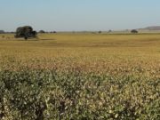 En la franja de Fraga a Justo Daract la sequía azota y destruye cultivos