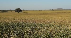 En la franja de Fraga a Justo Daract la sequía azota y destruye cultivos