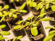 Revelan vínculo molecular entre señales de competencia y respuestas de defensa en plantas